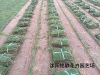 马尼拉草坪种子_价格_图片_种植方法_育苗技术