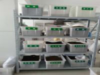 桧柏种子_价格_图片_种植方法_育苗技术