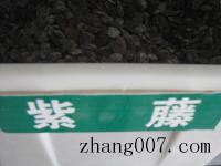 紫藤种子_价格_图片_种植方法_育苗技术