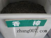 香樟树种子_价格_图片_种植方法_育苗技术