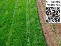 狗牙根草坪种子_价格_图片_种植方法_育苗技术