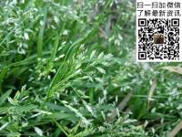 早熟禾草坪种子_价格_图片_种植方法_育苗技术