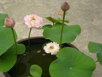 碗莲种子_价格_图片_育苗技术_种植经验
