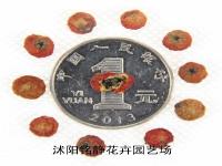 火棘种子_价格_图片_种植方法_育苗技术